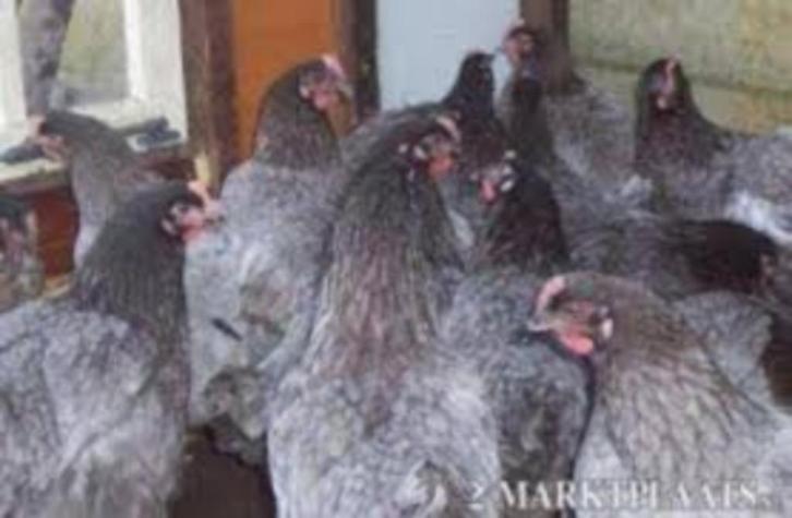 BleudeLande kippen., Dieren en Toebehoren, Pluimvee, Kip, Vrouwelijk