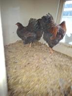 Haan met 2 hennen groot goud blauw gezoomd(zeldzaam), Dieren en Toebehoren, Pluimvee, Meerdere dieren, Kip