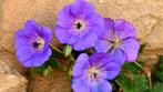 geranium rozanne, Ophalen, Zomer, Bodembedekkers, Volle zon