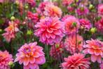 Dahlia, Ophalen of Verzenden, Overige soorten, Volle zon