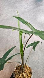 Alocasia Sabrina Narrow, Ophalen of Verzenden, Overige soorten, Minder dan 100 cm