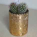 Mammillaria Elongata in Gouden Potje, Ophalen of Verzenden