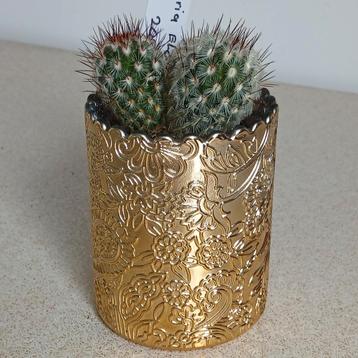 Mammillaria Elongata in Gouden Potje beschikbaar voor biedingen