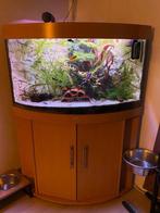 Aquarium Juwel trigon 190, Dieren en Toebehoren, Vissen | Aquaria en Toebehoren, Ophalen, Gebruikt, Gevuld zoetwateraquarium