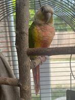 Gezonde Pineapple Conure + kooi en speeltjes (50 tekens), Dieren en Toebehoren, Geslacht onbekend, Dwergpapegaai of Agapornis