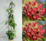 Hoya blashernaezii ssp siariae Red stek, Ophalen of Verzenden