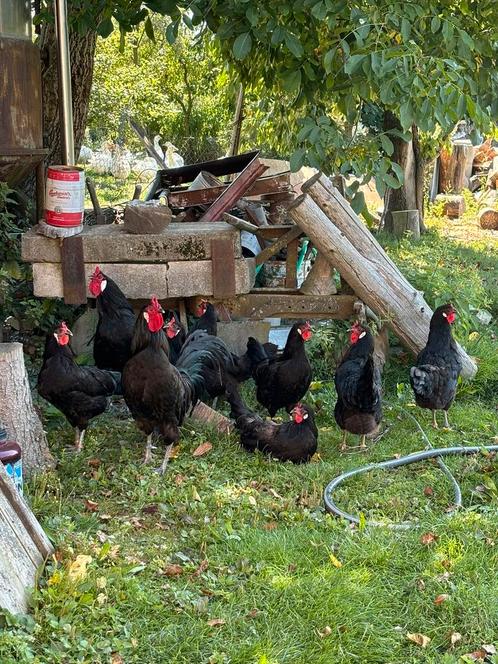 Ik bied broedeieren aan van La Fleche-kippen., Dieren en Toebehoren, Pluimvee, Kip, Geslacht onbekend