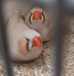 zebravinken, Dieren en Toebehoren, Vogels | Overige Vogels, Meerdere dieren, Tropenvogel, Geringd