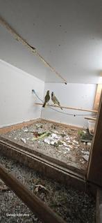 Te koop groente kardinaal koppel 2023, Dieren en Toebehoren, Vogels | Overige Vogels, Meerdere dieren, Tropenvogel
