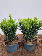 Euonymus japonicus Green Spire - Kardinaalsmuts pot 25 cm, Ophalen, Overige soorten, Haag, Minder dan 100 cm