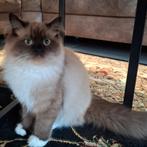 Mooie Ragdoll kitten, Poes, Ontwormd, 0 tot 2 jaar
