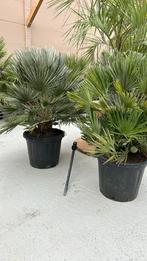 Chamaerops humilis vulcano planthoogte 60/80 cm palmboom, Tuin en Terras, Halfschaduw, Zomer, Ophalen of Verzenden, Overige soorten