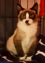 MJM Dogs Foundation: Mimo is weer beschikbaar, Kater, Kortharig, 0 tot 2 jaar