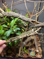 Koppel eurydactylodes agricolae 1.1, Dieren en Toebehoren, Reptielen en Amfibieën, Hagedis, Met terrarium, 0 tot 2 jaar