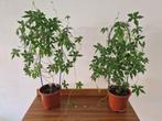 Ipomoea pubescens - caudex, Ophalen of Verzenden, Gehele jaar, Volle zon, Bloembol
