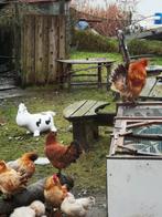 Verschillende haantjes zoeken harum., Dieren en Toebehoren, Pluimvee