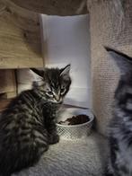 Lieve main coon kittens 10 weken oud, Meerdere dieren, Ontwormd, 0 tot 2 jaar