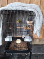 couple pyrrhura, Dieren en Toebehoren, Meerdere dieren, Parkiet