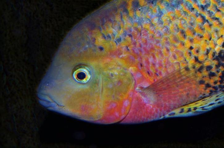 Midden Amerikaanse Cichliden: Vieja melanura Belize Stan Cre, Dieren en Toebehoren, Vissen | Aquariumvissen, Zoetwatervis, Vis