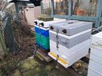 2 Bijenvolken inclusief kast, Bijen
