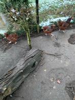 Orpington groot porselein, Dieren en Toebehoren, Pluimvee, Meerdere dieren, Kip