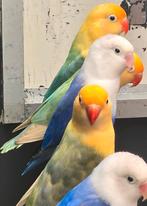 Agapornis ficheri opaline brr, Dieren en Toebehoren, Vogels | Parkieten en Papegaaien, Meerdere dieren, Dwergpapegaai of Agapornis