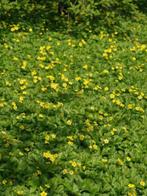 Waldsteinia ternata - gele aardbei, Tuin en Terras, Planten | Tuinplanten, Ophalen, Bodembedekkers, Vaste plant, Halfschaduw
