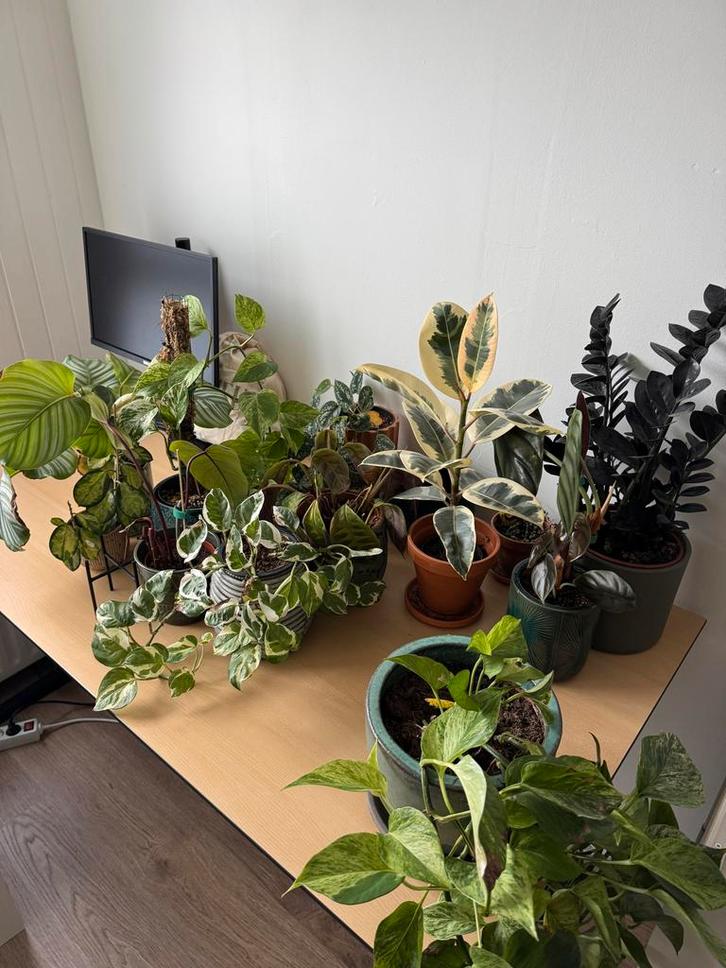 Mooie planten te koop wegens verhuizing!, Tuin en Terras, Planten | Tuinplanten, Vaste plant, Overige soorten, Halfschaduw, Bloeit niet