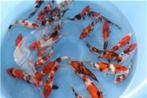 Grote keus vijvervis, koi, steur, blauwe winde, zeelt, Steur