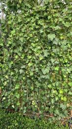 AANBIEDING!! kant en klaar hedera haag OP=OP, Ophalen, Overige soorten, Haag, 100 tot 250 cm