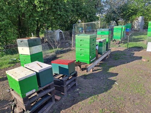Carnica F1 afleggers, Dieren en Toebehoren, Insecten en Spinnen, Bijen