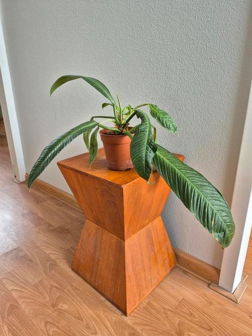 Philodendron Campii 'Lynette', Huis en Inrichting, Kamerplanten, Overige soorten, Minder dan 100 cm, Ophalen