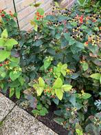 Hypericum / Hertshooi (ca 75 cm hoog), Ophalen, Overige soorten, Struik, 100 tot 250 cm