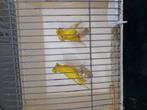Raza espanol, Dieren en Toebehoren, Vogels | Kanaries, Meerdere dieren, Postuurkanarie