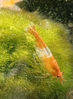 Orange RIlli garnalen high grade Zondag 15 feb 12/17uur, Dieren en Toebehoren, Vissen | Aquariumvissen, Kreeft, Krab of Garnaal