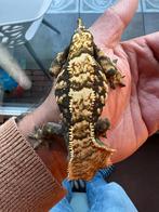 Dark Based Extreme Harlequin vrouw wimpergekko, Dieren en Toebehoren, Reptielen en Amfibieën, Hagedis, Tam, 3 tot 6 jaar
