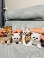 Britse korthaar kittens, Dieren en Toebehoren, Poes, Met stamboom