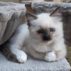 Twee lieve raszuivere Ragdoll katertjes te koop!, Dieren en Toebehoren, Katten en Kittens | Raskatten | Langhaar, Kater, Ontwormd