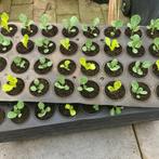 Moestuin of kweek Platen - 125x55 cm elk gat 13 cm doorsnee, Tuin en Terras, Kweekspullen, Ophalen, Gebruikt, Kweekbak