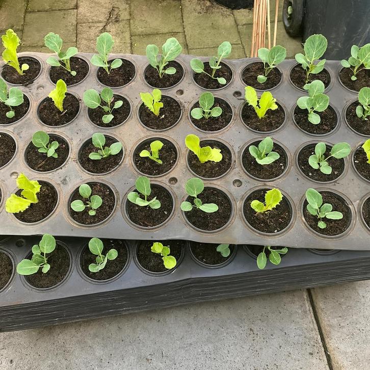 Moestuin of kweek Platen - 125x55 cm elk gat 13 cm doorsnee, Tuin en Terras, Kweekspullen, Gebruikt, Kweekbak, Ophalen