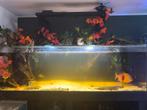 200cm aquarium met inhoud, Ophalen, Zo goed als nieuw, Gevuld zoetwateraquarium
