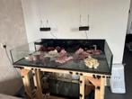 Zeeaquarium /stekkenbak, Ophalen of Verzenden, Zo goed als nieuw