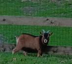 dwerg bokje, Dieren en Toebehoren, Schapen, Geiten en Varkens, Mannelijk, Geit, 0 tot 2 jaar