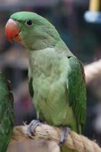 Alexander Parkiet | Nieuwsgierig | Handtam | Jonge vogels, Dieren en Toebehoren, Vogels | Parkieten en Papegaaien, Meerdere dieren