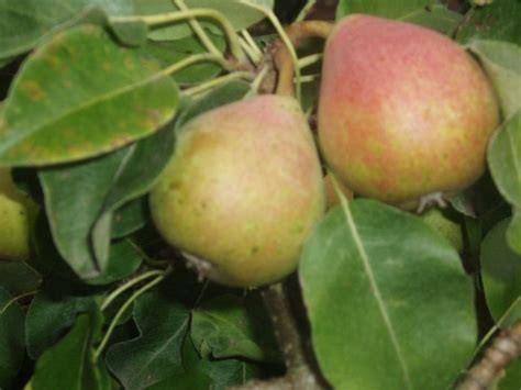 Gezonde laagstam Kruidenierspeer boom (6 jaar oud), Tuin en Terras, Planten | Bomen, Overige soorten, Volle zon, Ophalen