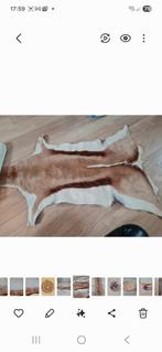 Reebok Dierenvel - Uniek Decoratief Stuk, Huis en Inrichting, Stoffering | Tapijten en Kleden, Ophalen of Verzenden