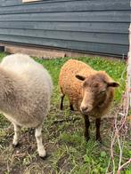 Ouessant ooi lammetje bruin, Dieren en Toebehoren, Schapen, Geiten en Varkens, Vrouwelijk, Schaap