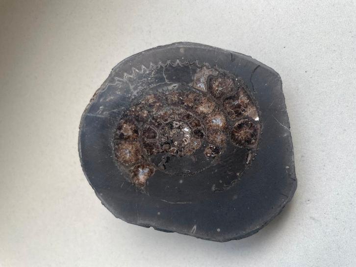 Ammoniet uit het Verenigd Koninkrijk, Verzamelen, Mineralen en Fossielen, Fossiel, Verzenden