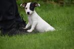 Jack russel terrier pups uit nest te kiezen 💖💖💖, Dieren en Toebehoren, België, Jack Russell Terriër, 8 tot 15 weken, Meerdere