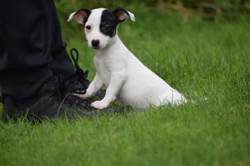 Jack russel terrier pups uit nest te kiezen 💖💖💖 beschikbaar voor biedingen